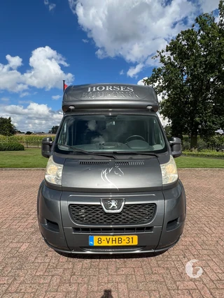 PEUGEOT BOXER 2-paards paardenwagen Foto 3