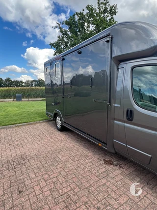 PEUGEOT BOXER 2-paards paardenwagen Foto 4