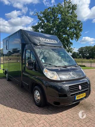 FIAT DUCATO 2-paards paardenwagen foto 4
