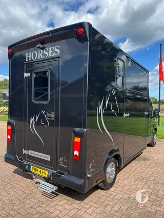 FIAT DUCATO 2-paards paardenwagen foto 12