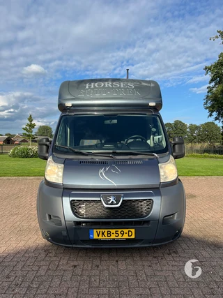 PEUGEOT BOXER 2-paards paardenwagen foto 3