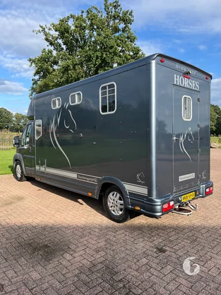 PEUGEOT BOXER 2-paards paardenwagen foto 11